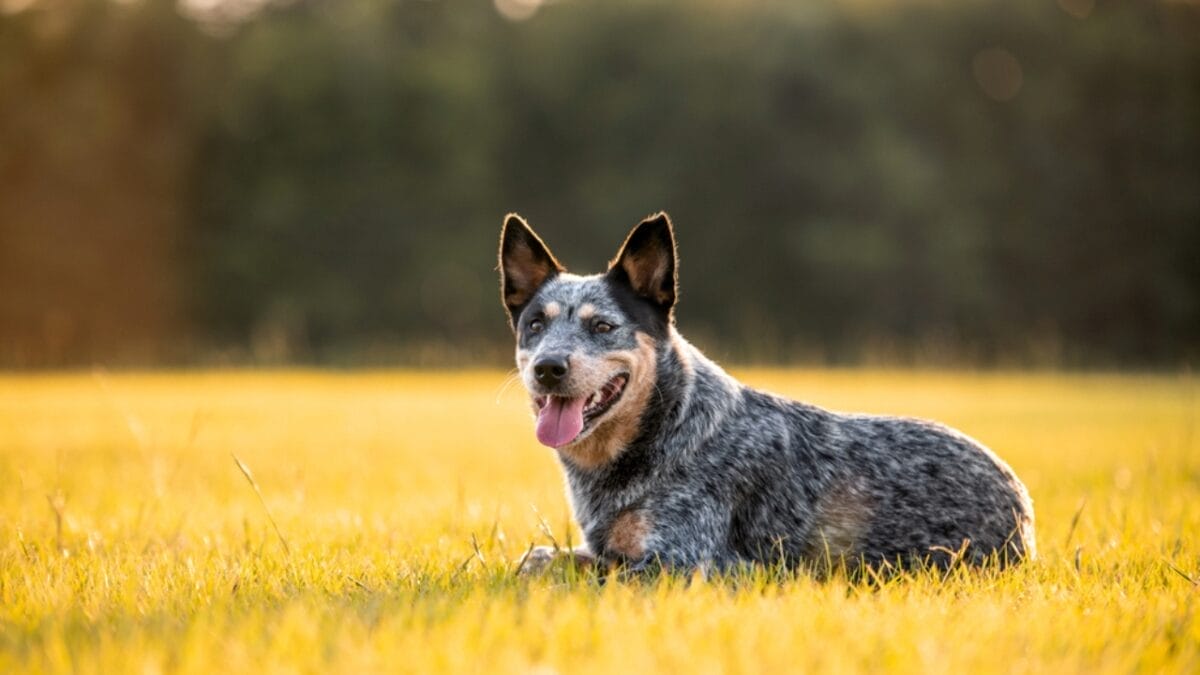 10 Little-Known Things About Australian Cattle Dogs 8 10 Little-Known Things About Australian Cattle Dogs - cattle dog grass ss1779880562