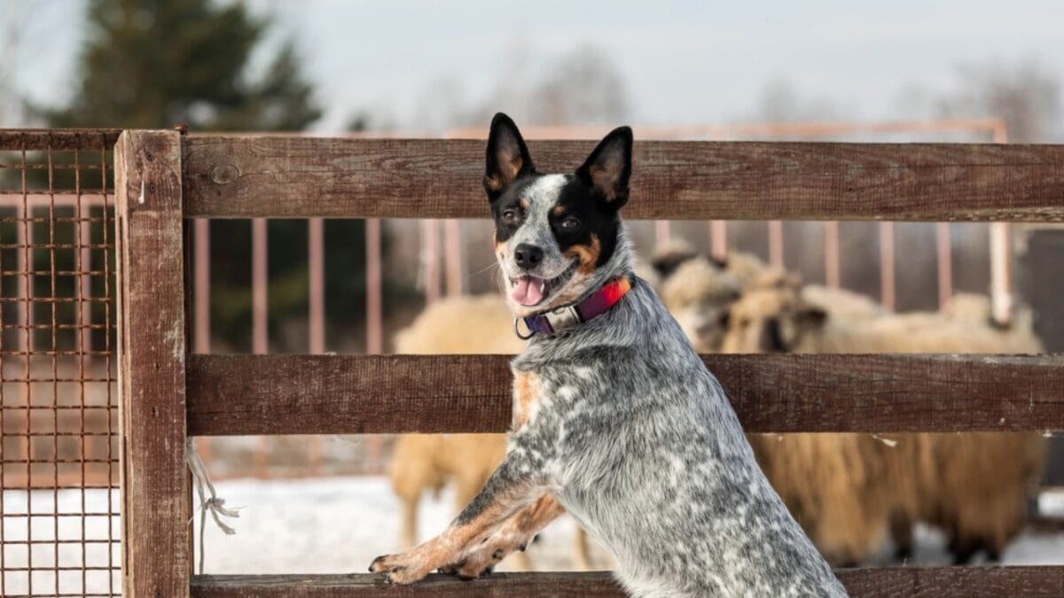 10 Little-Known Things About Australian Cattle Dogs 5 10 Little-Known Things About Australian Cattle Dogs - cattle dog herding sheep ss2277984021