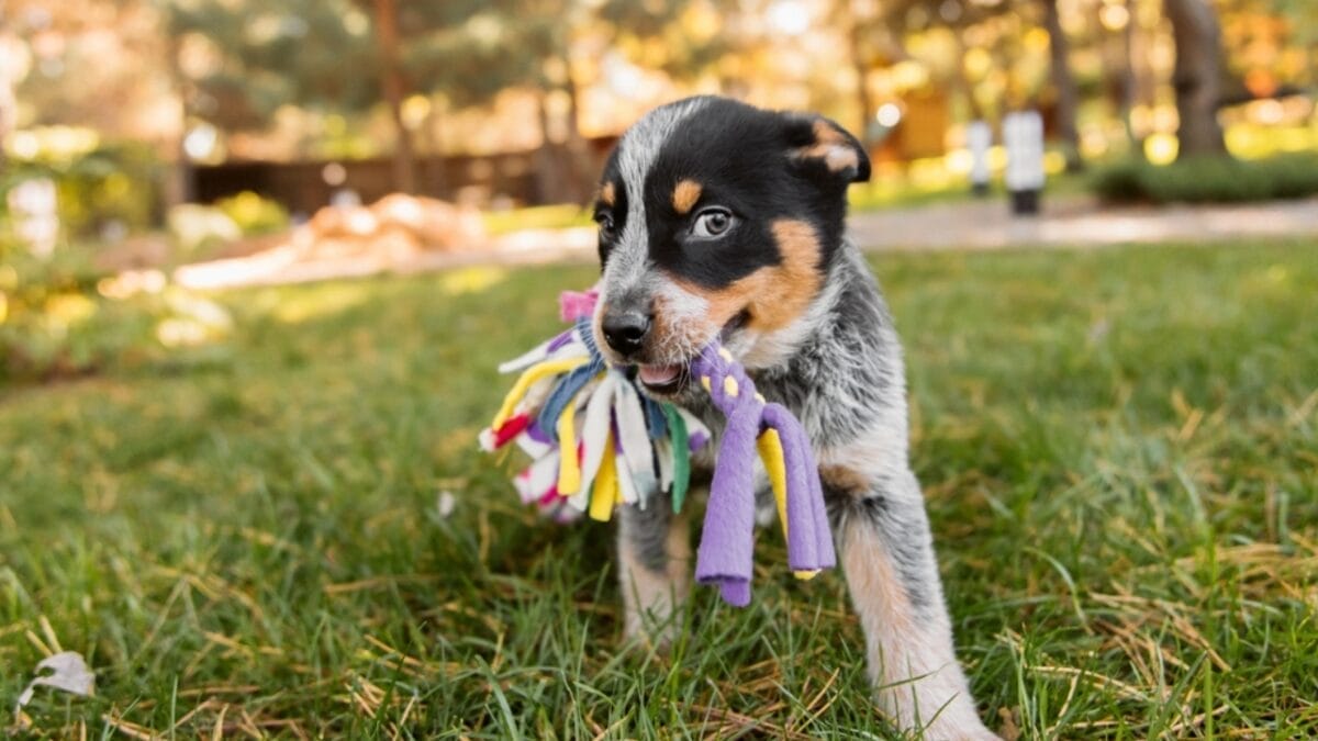 Only Certain Dogs Remember Toy Names After Two Years, Study Finds 2 Only Certain Dogs Remember Toy Names After Two Years, Study Finds - cattle dog playing toy ss2231582671