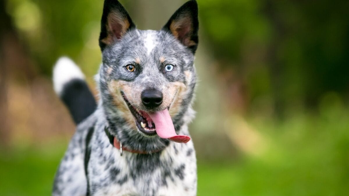 Built for the Hunt: 10 Dog Breeds with the Highest Prey Drive 2 Built for the Hunt: 10 Dog Breeds with the Highest Prey Drive - cattle dog portrait tail ss1541492381