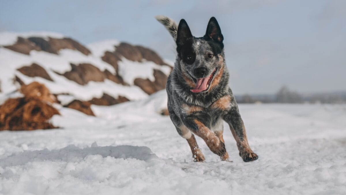 10 Little-Known Things About Australian Cattle Dogs 9 10 Little-Known Things About Australian Cattle Dogs - cattle dog running snow ss1335737258
