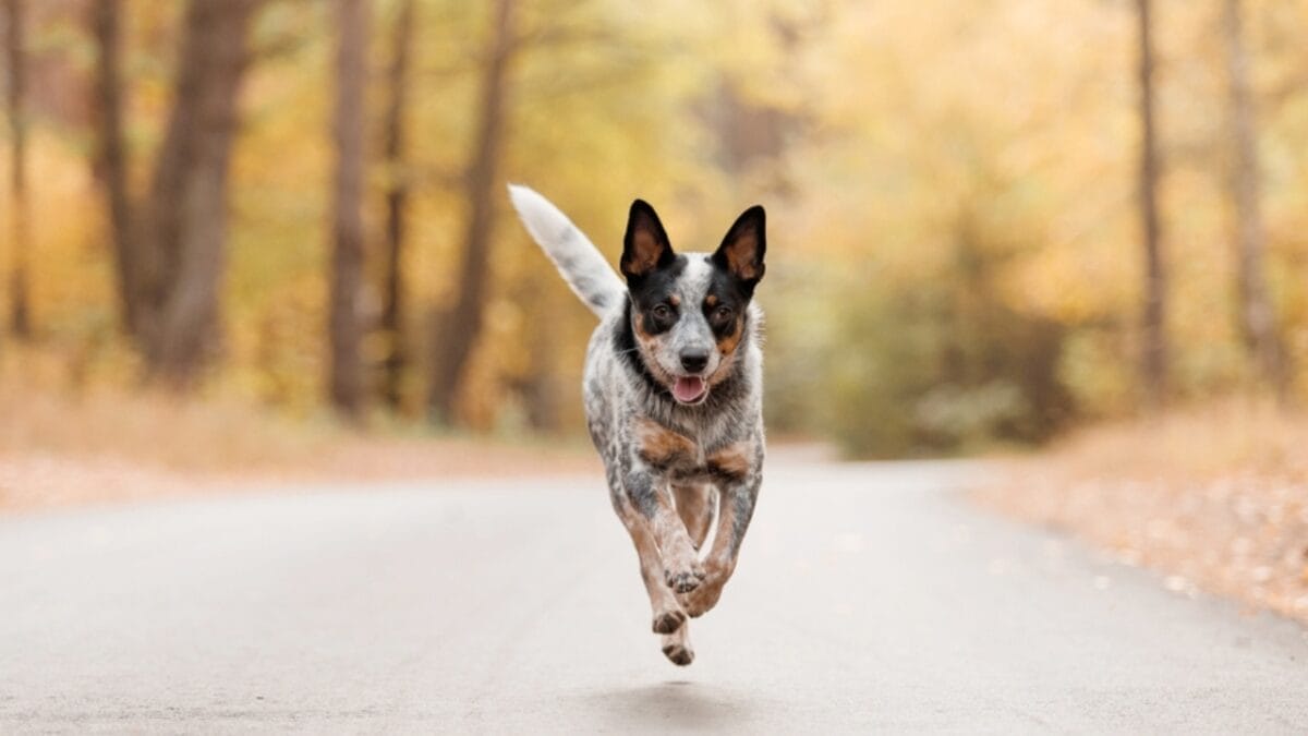 10 Little-Known Things About Australian Cattle Dogs 4 10 Little-Known Things About Australian Cattle Dogs - cattle dog running ss2212624673