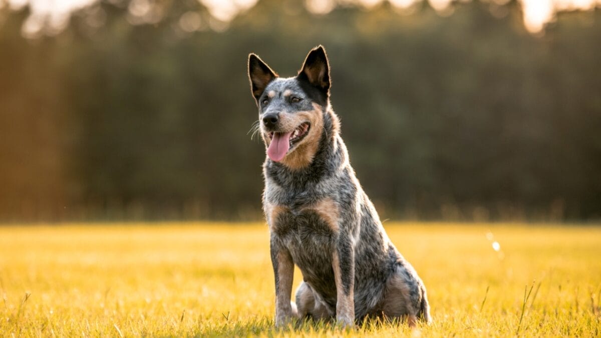 10 Little-Known Things About Australian Cattle Dogs 2 10 Little-Known Things About Australian Cattle Dogs - cattle dog sitting on grass ss1779879944