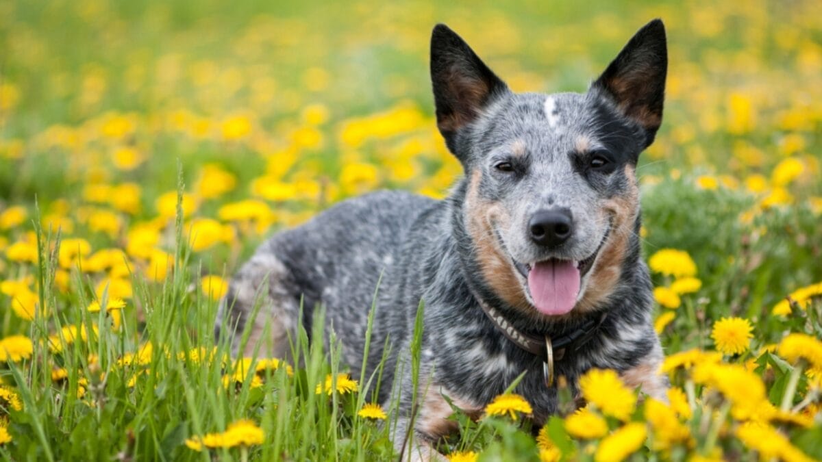 Australia's $20B Dog Obsession: Celebrating 10 Australian Dog Breeds - cattle dog ss1043411458
