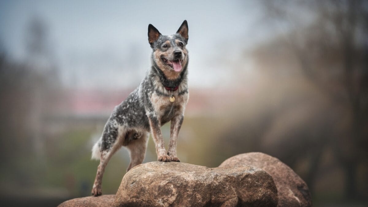 10 Little-Known Things About Australian Cattle Dogs 6 10 Little-Known Things About Australian Cattle Dogs - cattle dog standing on rock ss1665844006