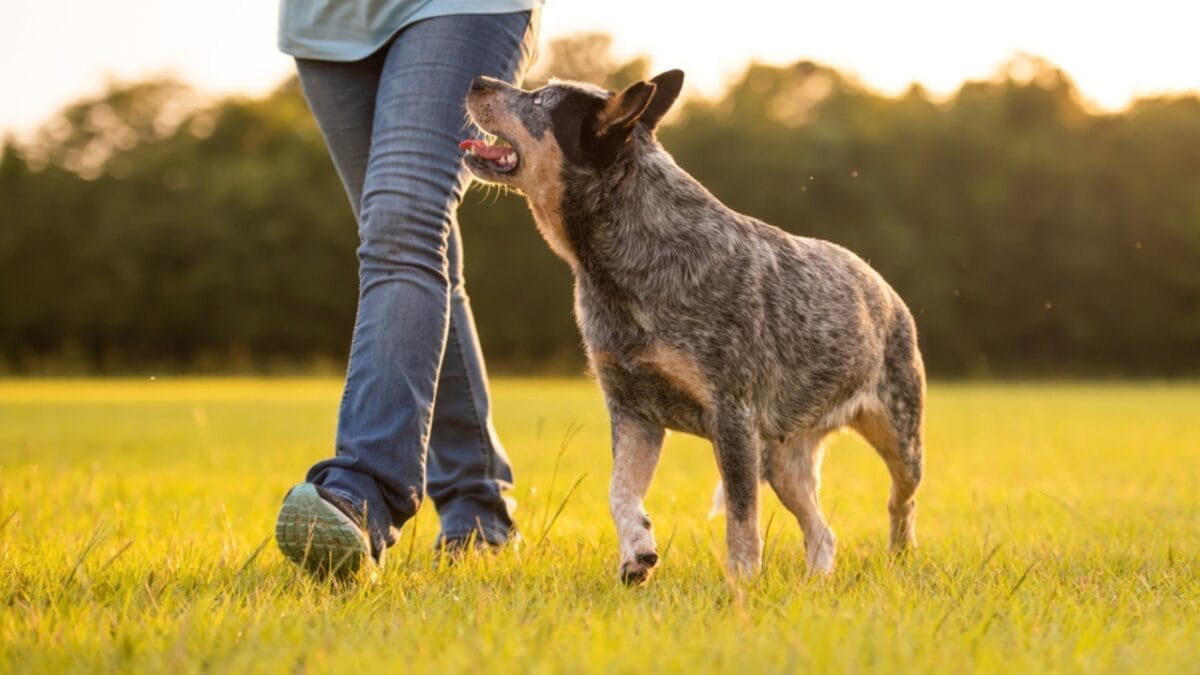 35 Fun Ways to Keep Your Dog Entertained Indoors - cattle dog walking with man ss1779881372