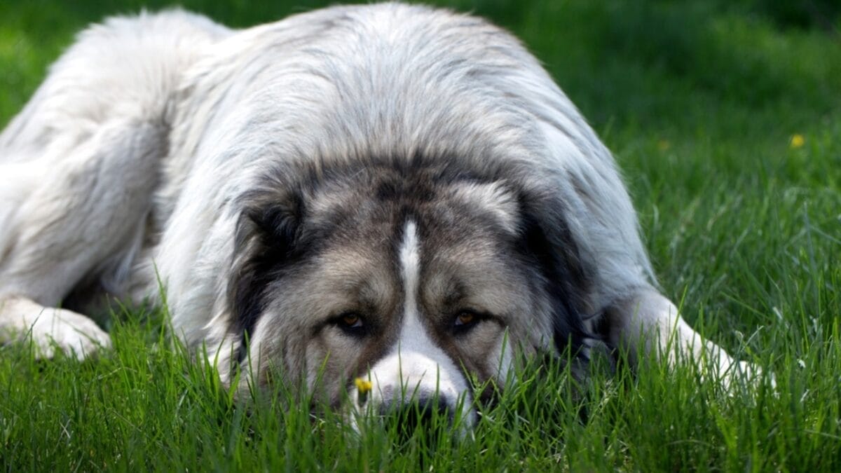 15 Dog Breeds So Intimidating They’ll Make Anyone Think Twice 5 15 Dog Breeds So Intimidating They’ll Make Anyone Think Twice - caucasian dog ss2159704765