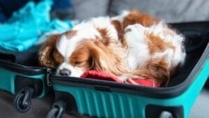 Hitting the Road with Your Cavalier: 8 Tips for Smooth Traveling 1 Hitting the Road with Your Cavalier: 8 Tips for Smooth Traveling - cavalier travel dog ss2255862805