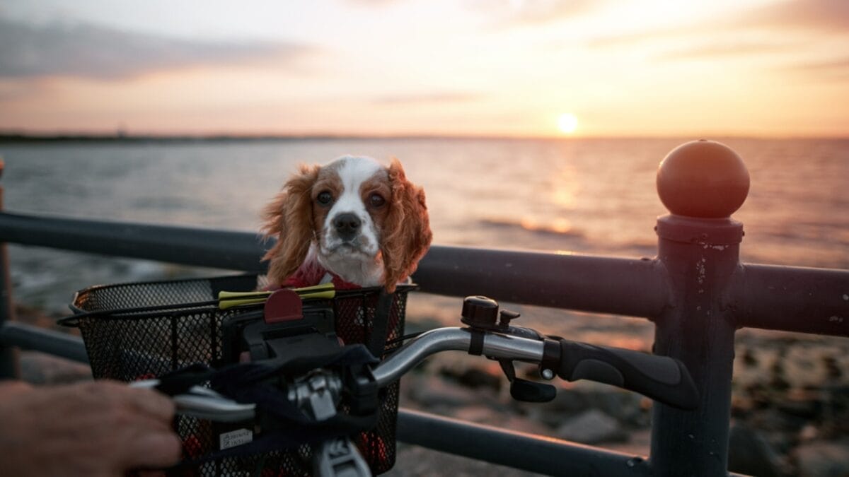 Hitting the Road with Your Cavalier: 8 Tips for Smooth Traveling 9 Hitting the Road with Your Cavalier: 8 Tips for Smooth Traveling - cavalier dog in bike basket dp479844926