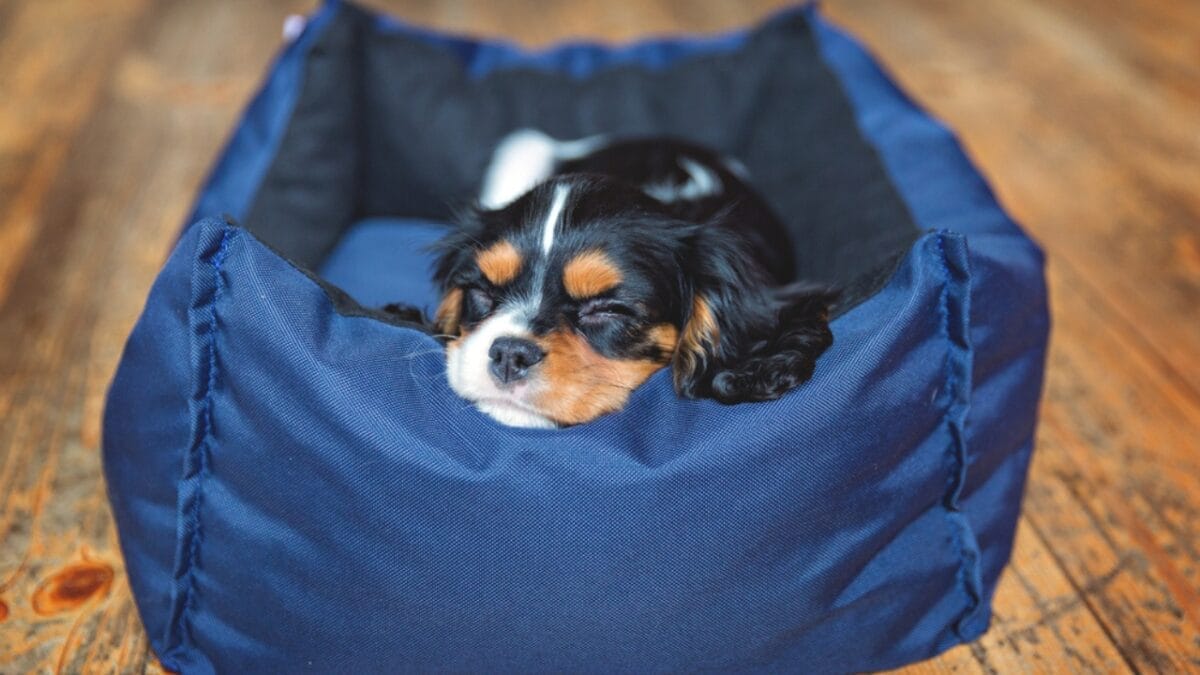 Hitting the Road with Your Cavalier: 8 Tips for Smooth Traveling 4 Hitting the Road with Your Cavalier: 8 Tips for Smooth Traveling - cavalier dog sleeping bed dp106311518