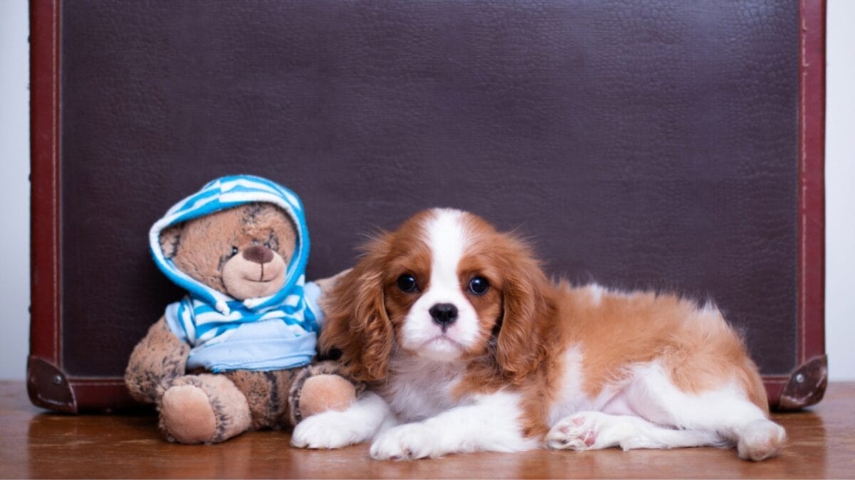 Hitting the Road with Your Cavalier: 8 Tips for Smooth Traveling 5 Hitting the Road with Your Cavalier: 8 Tips for Smooth Traveling - cavalier dog with bag dp422448612