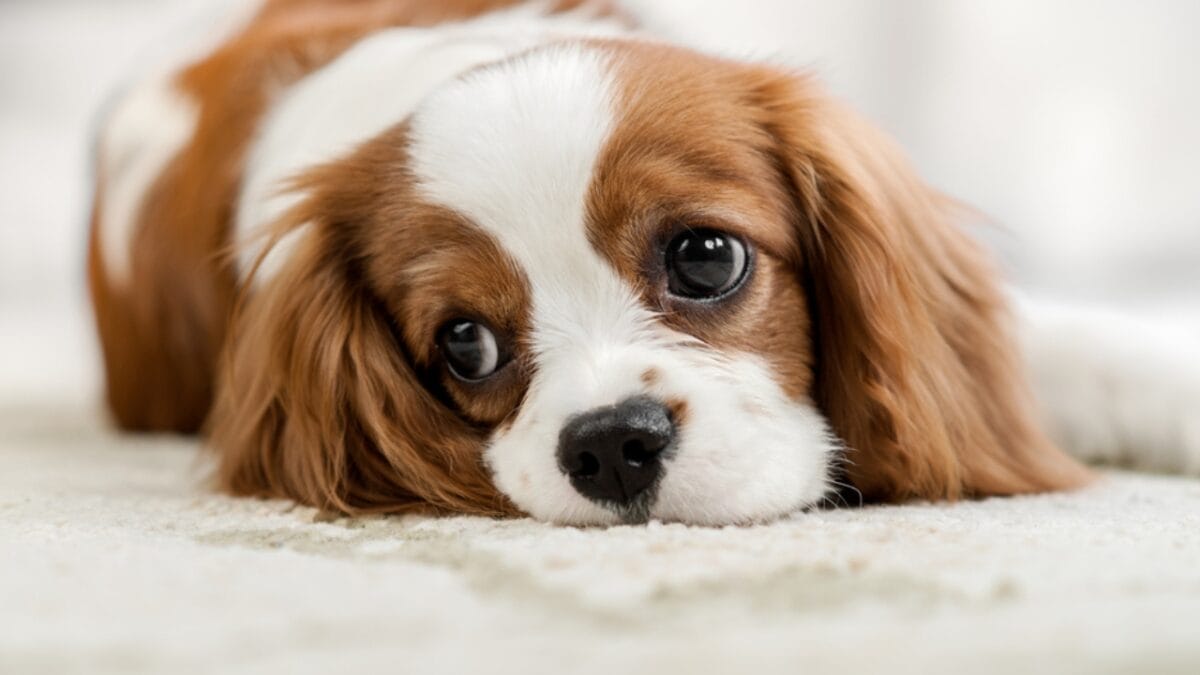 Hitting the Road with Your Cavalier: 8 Tips for Smooth Traveling 8 Hitting the Road with Your Cavalier: 8 Tips for Smooth Traveling - cavalier king charles spaniel dog dp192410920