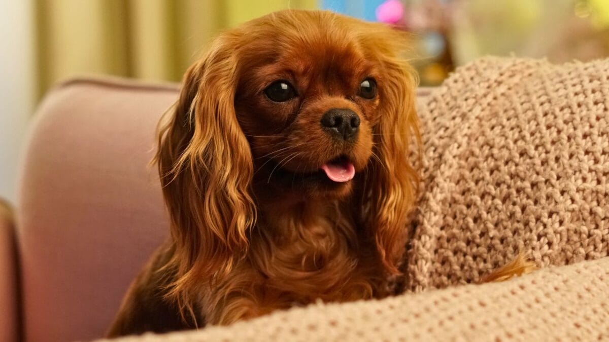15 Dogs That Form Unbreakable Bonds with Their Humans - cavalier king charles spaniel ss1895550421