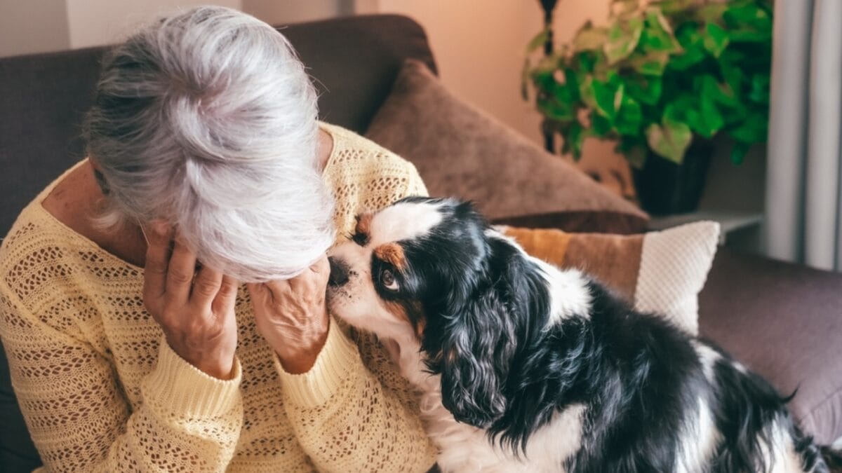 10 Most Lovable English Toy Spaniel Personality Traits That Will Charm Your Heart 5 10 Most Lovable English Toy Spaniel Personality Traits That Will Charm Your Heart - cavalier king ss 2445084765