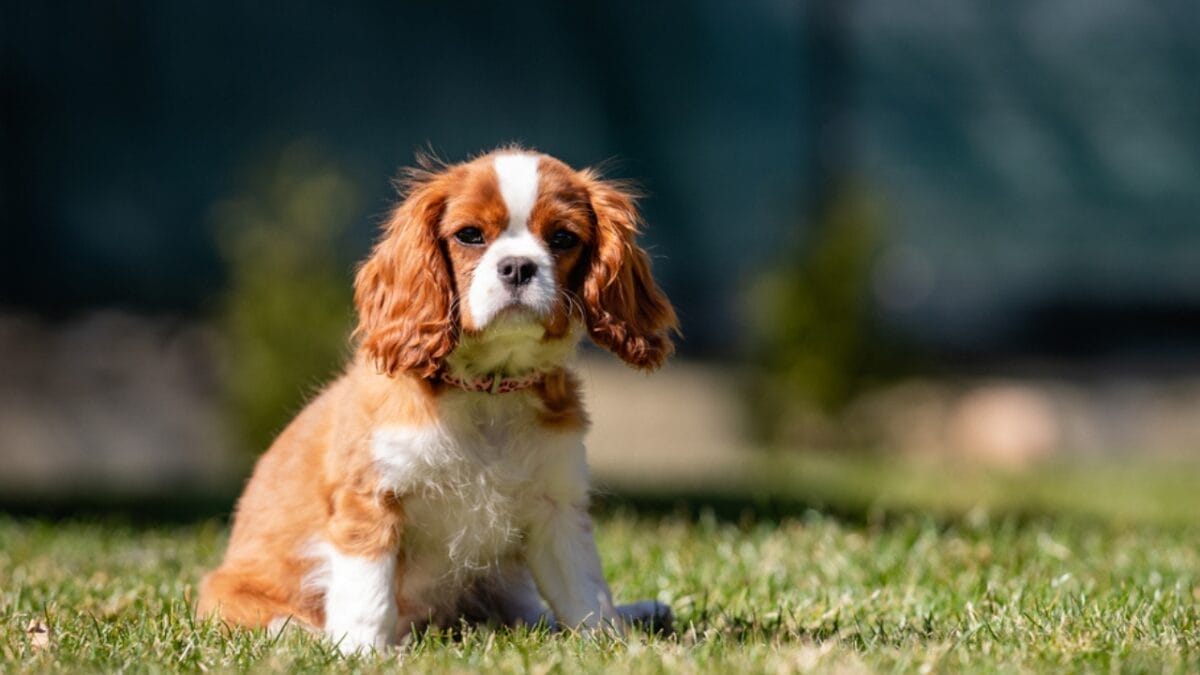The High Cost of Cute: 8 Dog Breeds Considered "Unethical" to Buy 8 The High Cost of Cute: 8 Dog Breeds Considered "Unethical" to Buy - cavalier ss1679293315