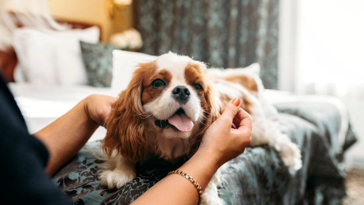 7 Most Gentle Dog Breeds & Why They're Beloved 6 7 Most Gentle Dog Breeds & Why They're Beloved - cavalier ss1827302789