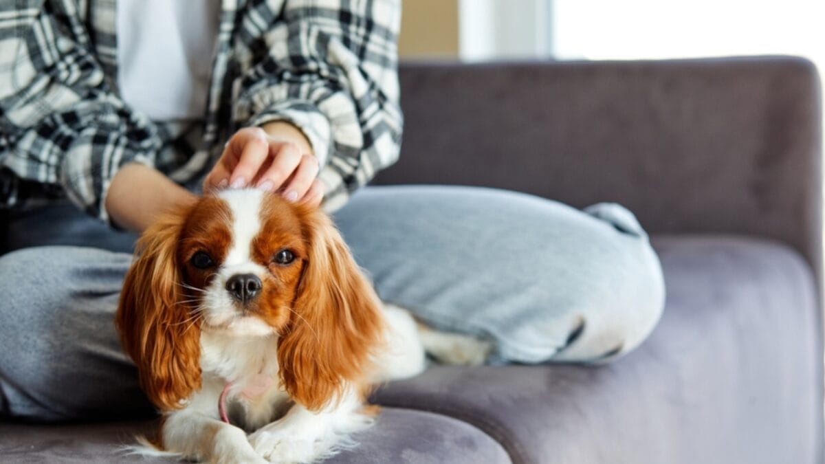 Hitting the Road with Your Cavalier: 8 Tips for Smooth Traveling 6 Hitting the Road with Your Cavalier: 8 Tips for Smooth Traveling - cavalier ss2254071577