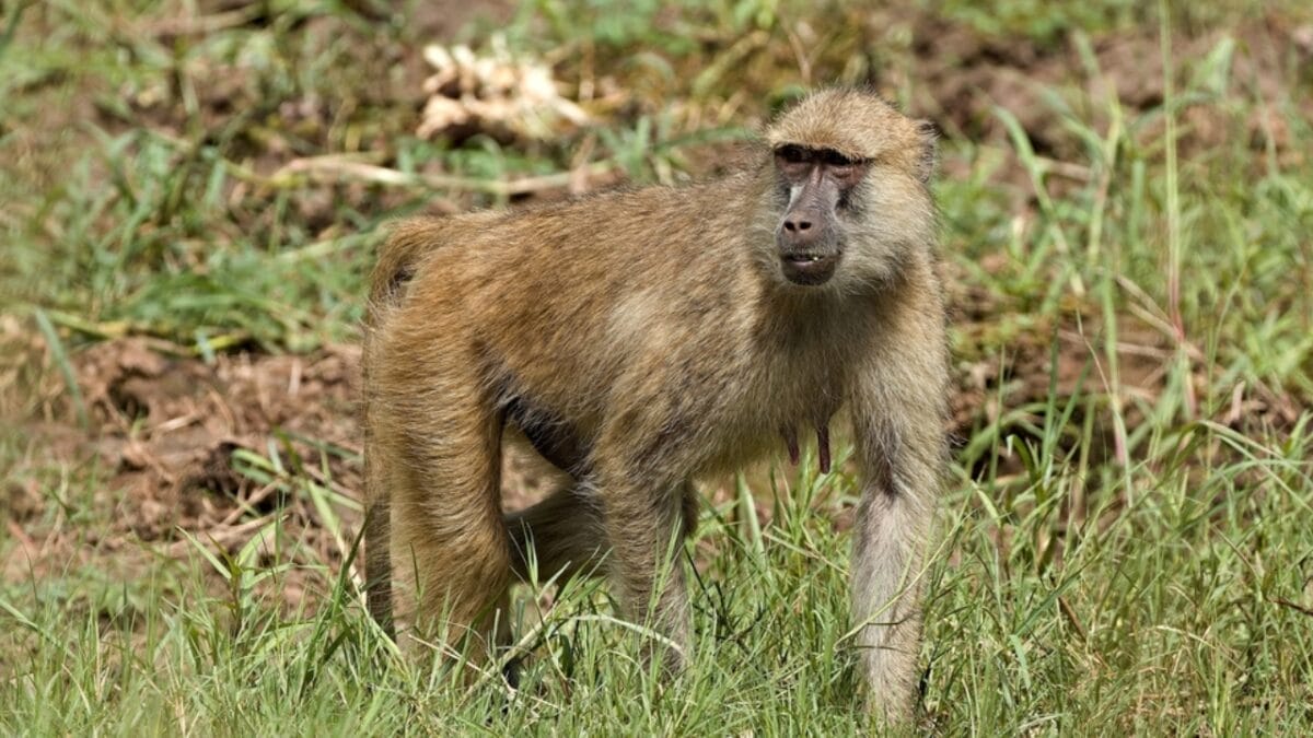 The 10 Largest Monkeys in the World 5 The 10 Largest Monkeys in the World - chacma baboon monkey ss2453086511