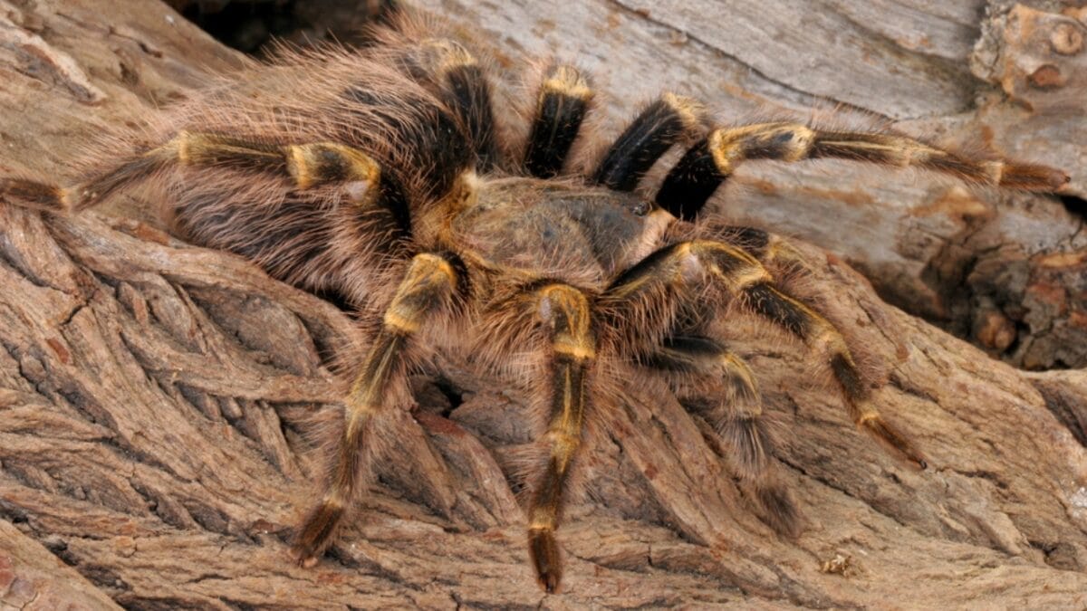 12 Colossal Spiders that Actually Exist in Real Life 14 12 Colossal Spiders that Actually Exist in Real Life - chaco golden knee tarantula dp64806473