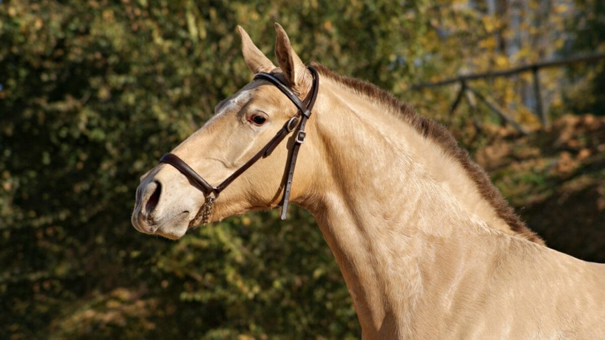 The Most Beautiful & Rare Horse Colors in the World 3 The Most Beautiful & Rare Horse Colors in the World - champagne brown horse dp369255558