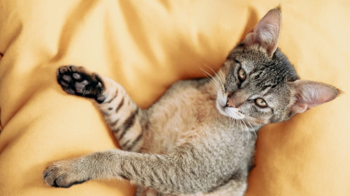 10 Cat Breeds That Look Like Wild Animals 4 10 Cat Breeds That Look Like Wild Animals - chausie cat ss1963076704