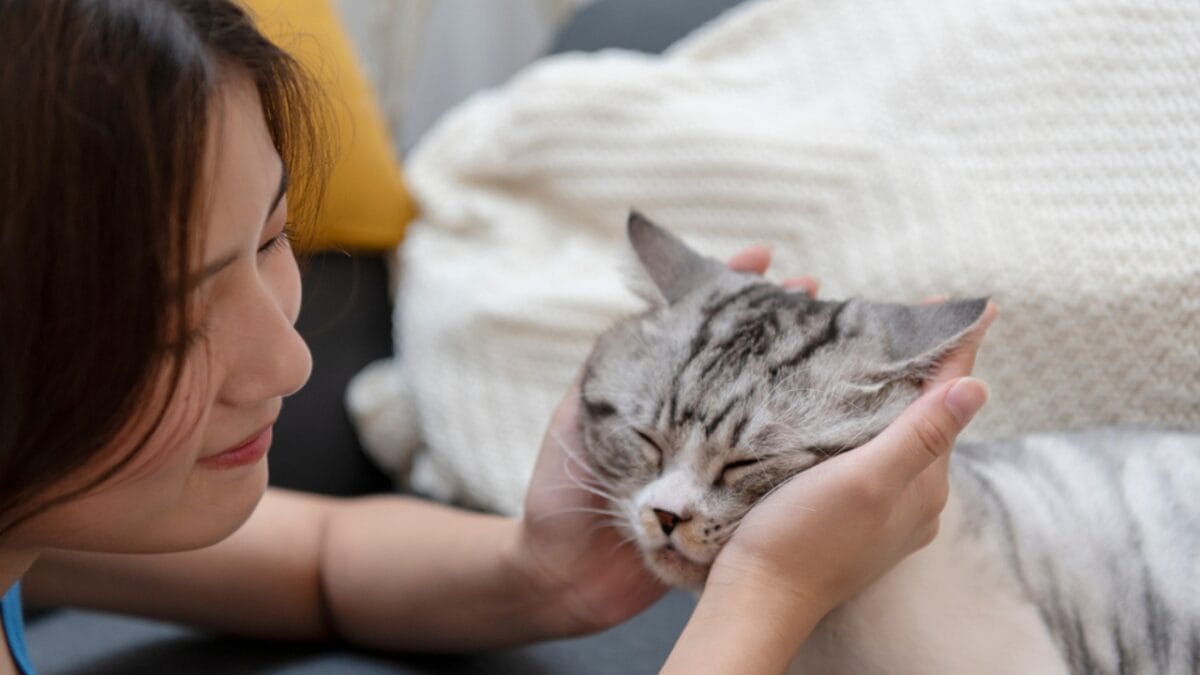 The Magic of Slow Blinking to Win a Cat's Trust - cheek rub of cat ss1795140634
