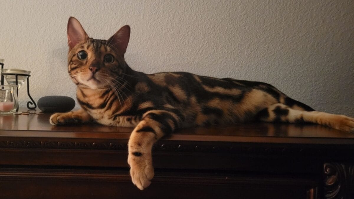 10 Cat Breeds That Look Like Wild Animals 9 10 Cat Breeds That Look Like Wild Animals - cheetoh cat ss2267006615