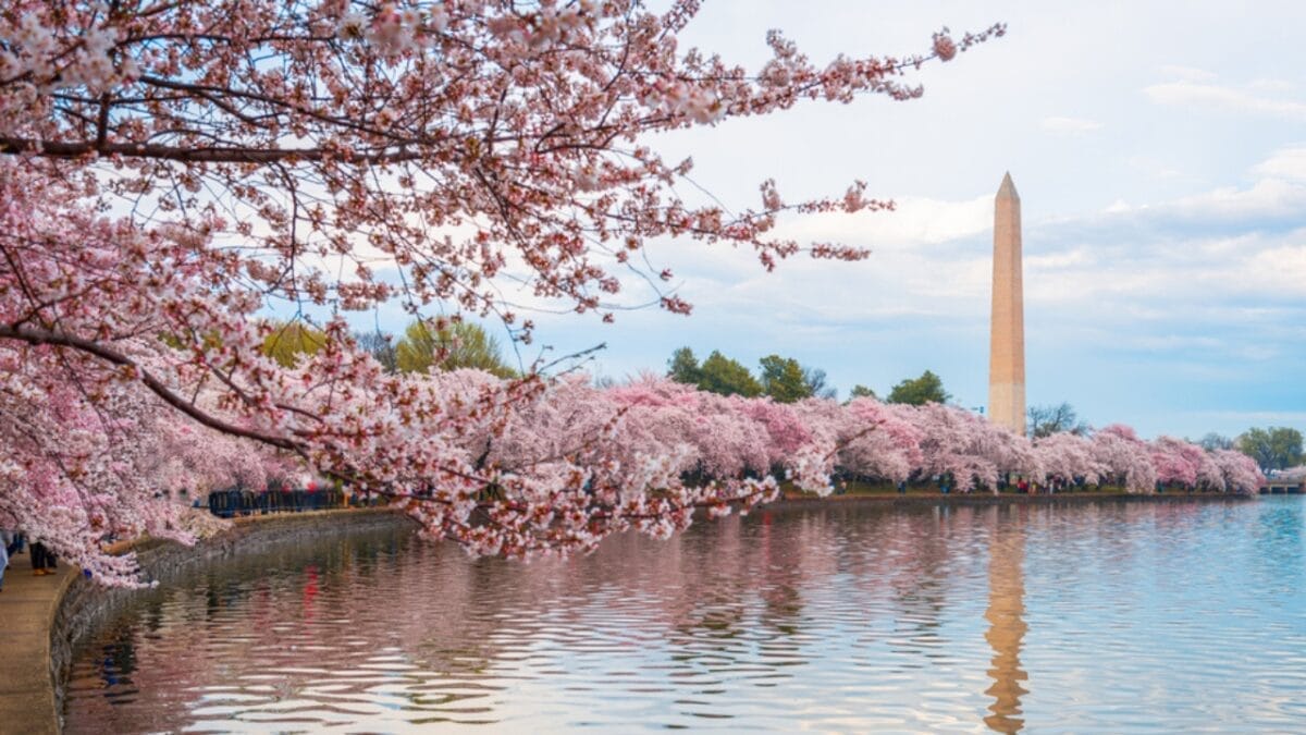 20 of the Prettiest Flowers in the World 3 20 of the Prettiest Flowers in the World - cherry blossom ss1901961841