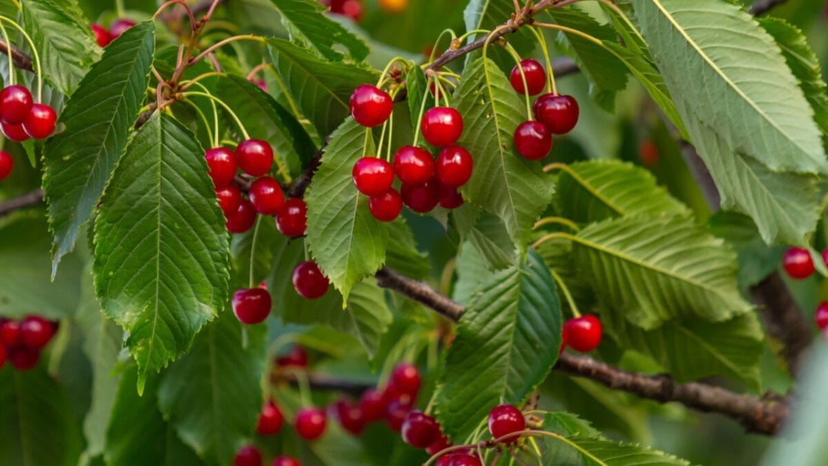 16 Fast Growing Fruit Trees for Impatient Gardeners 12 16 Fast Growing Fruit Trees for Impatient Gardeners - cherry tree dp690618364