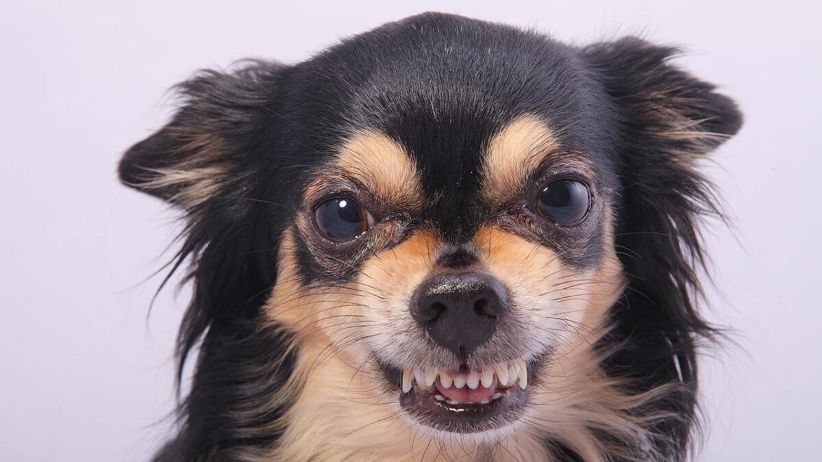 New Study: 10 Dog Breeds Best & Worst at Fighting Ticks - chihuahua dog ss79913740