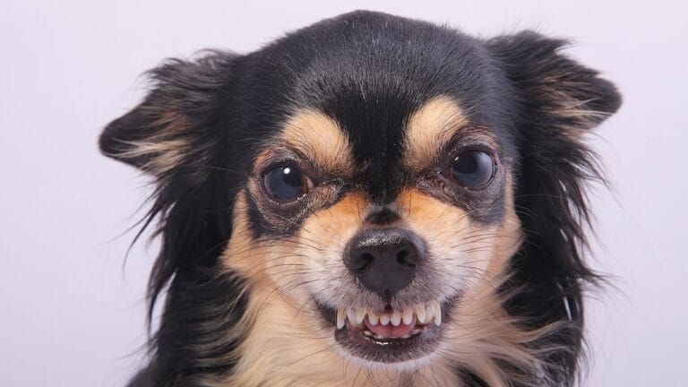 10 Dog Breeds That Don’t Mix Well with Chihuahuas 2 10 Dog Breeds That Don’t Mix Well with Chihuahuas - chihuahua dog ss79913740