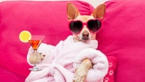 9 Irresistible Dogs You Need to Follow on Instagram 1 9 Irresistible Dogs You Need to Follow on Instagram - chihuahua dog relaxing ss445069825