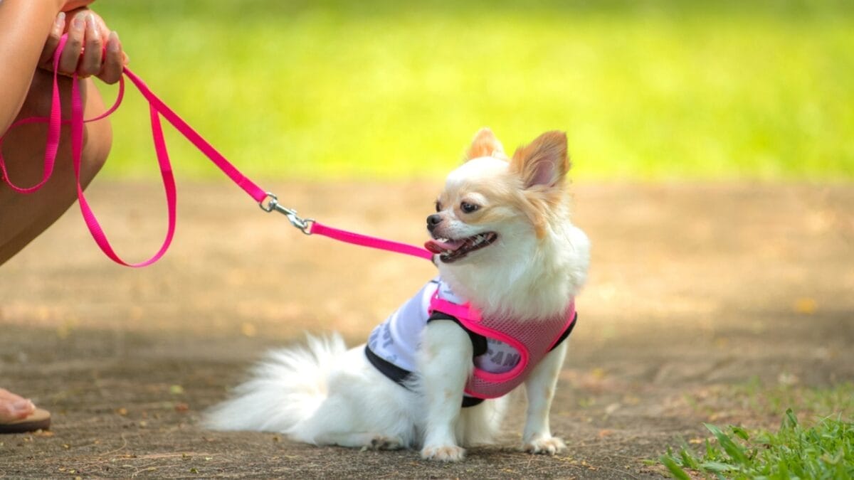 13 Reasons Why You Wouldn't Want a Chihuahua as a Pet 13 13 Reasons Why You Wouldn't Want a Chihuahua as a Pet - chihuahua exercise walking ss732587107