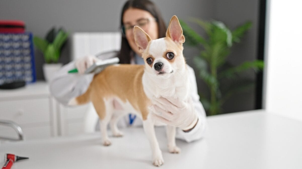 Meet the Chigi: The Spirited Corgi-Chihuahua Mix That’s Stealing Hearts Everywhere - chihuahua grooming ss2330382257