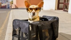 5 Jetsetting Dog Breeds for the Booming $50 Billion Pet Travel Market 1 5 Jetsetting Dog Breeds for the Booming $50 Billion Pet Travel Market - chihuahua in a bag ss763043470 1