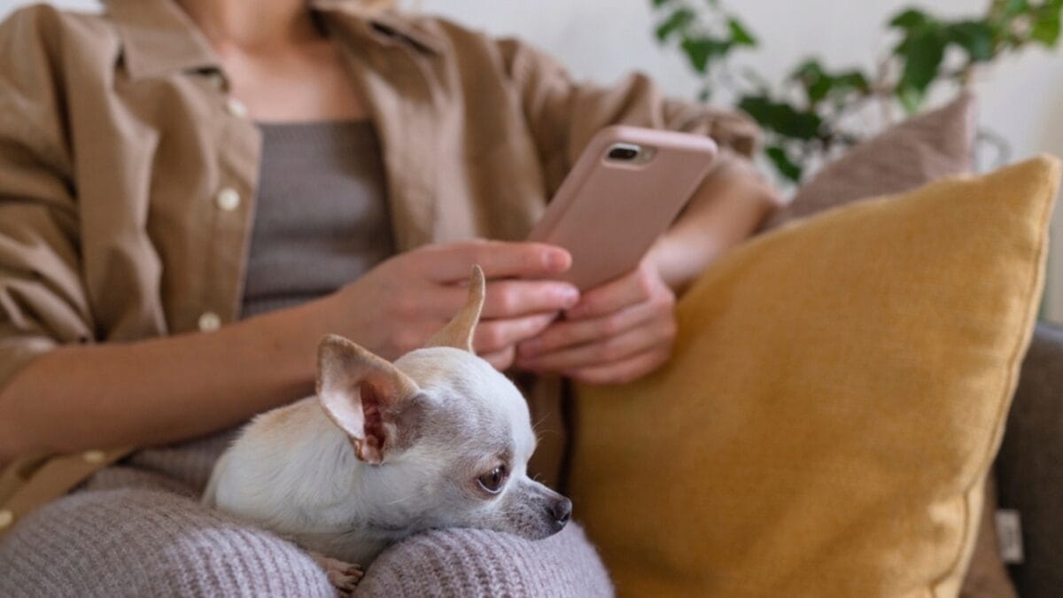 13 Reasons Why You Wouldn't Want a Chihuahua as a Pet 10 13 Reasons Why You Wouldn't Want a Chihuahua as a Pet - chihuahua in lap ss2242716963