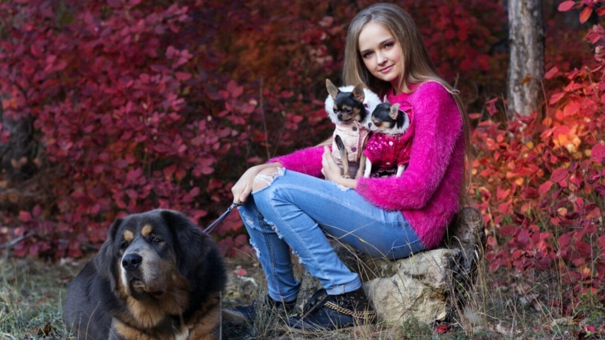 10 Of The World's Most Beautiful Dogs, According to Science 13 10 Of The World's Most Beautiful Dogs, According to Science - chihuahua mastiff 527190472