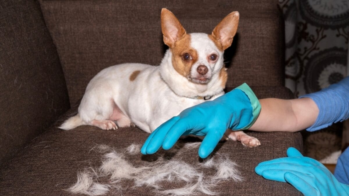 20 Brilliant Cleaning Tips You'll Wish You Knew Sooner 14 20 Brilliant Cleaning Tips You'll Wish You Knew Sooner - chihuahua shed ss1645470772