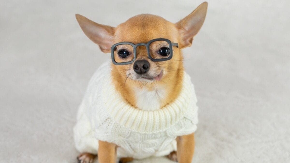 10 Chihuahua Facts That Reveal Their Big Personalities & Ancient Roots 3 10 Chihuahua Facts That Reveal Their Big Personalities & Ancient Roots - chihuahua ss2248844545