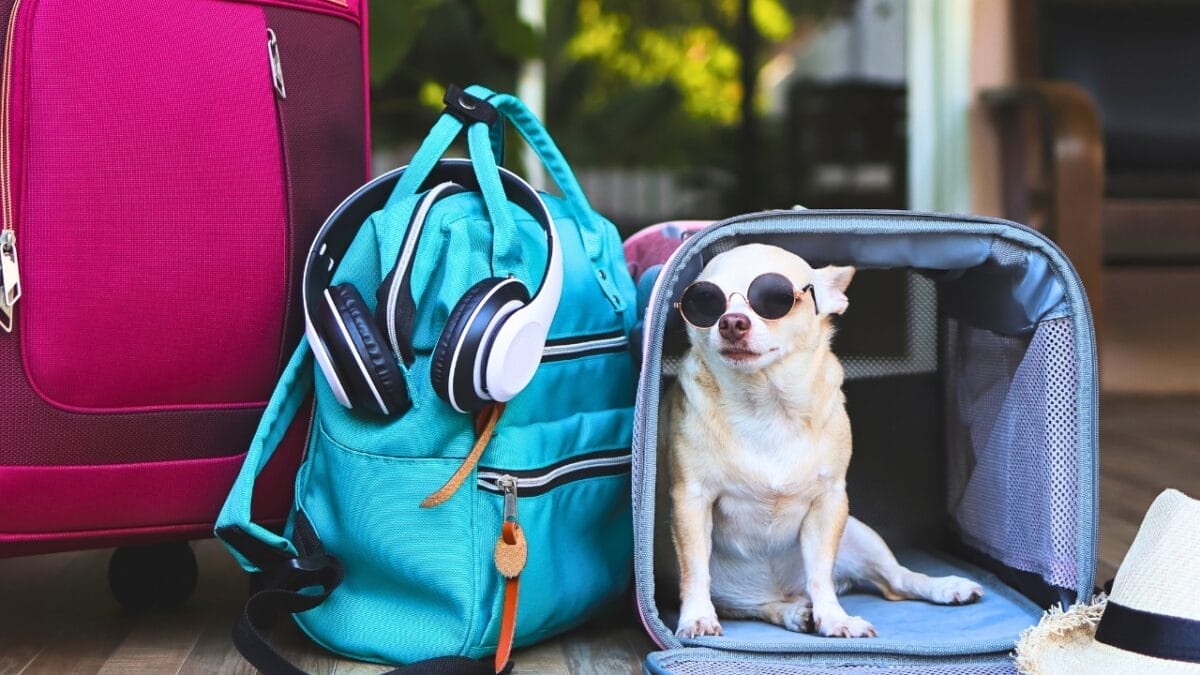 5 Jetsetting Dog Breeds for the Booming $50 Billion Pet Travel Market 8 5 Jetsetting Dog Breeds for the Booming $50 Billion Pet Travel Market - chihuahua with sunglasses in a bag ss2168103805