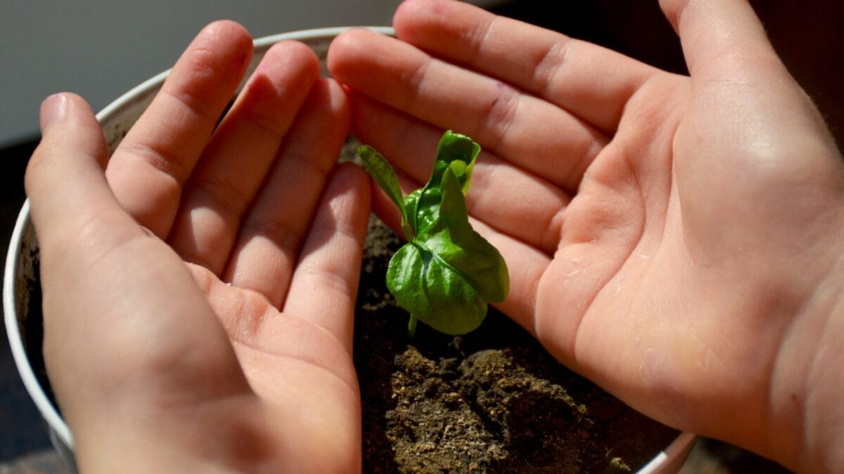How to Grow Your Own Lemons from Seeds in 9 Simple Steps 6 How to Grow Your Own Lemons from Seeds in 9 Simple Steps - child holding lemon ss1959394741