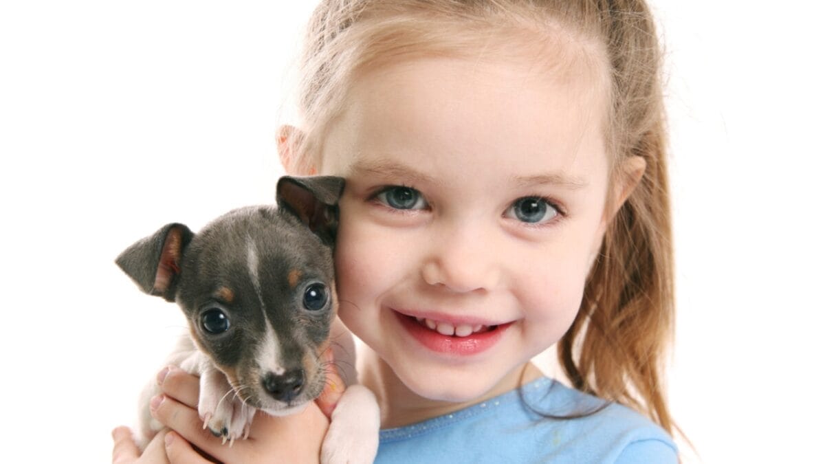10 Reasons Why Rat Terriers Might Become Your New Favorite Dog Breed 4 10 Reasons Why Rat Terriers Might Become Your New Favorite Dog Breed - child holding rat terrier dog smiling ss68286208
