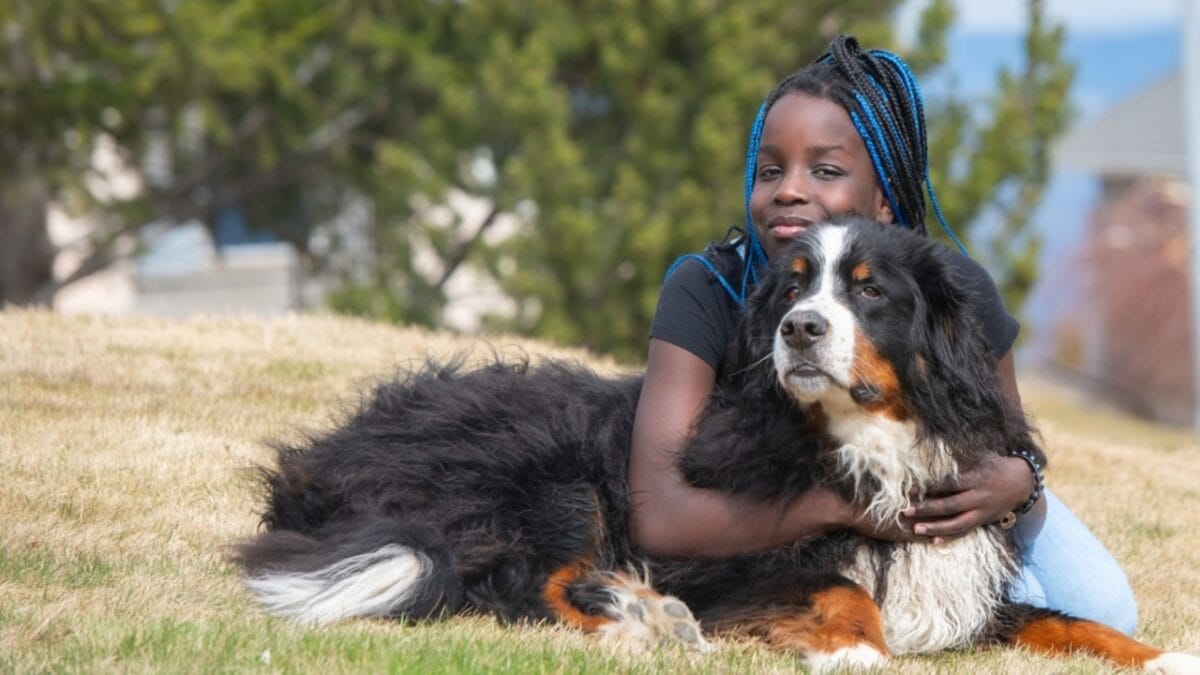 10 Reasons Bernese Mountain Dogs Will Steal Your Heart 5 10 Reasons Bernese Mountain Dogs Will Steal Your Heart - child hugging bernese dog ss2270796887