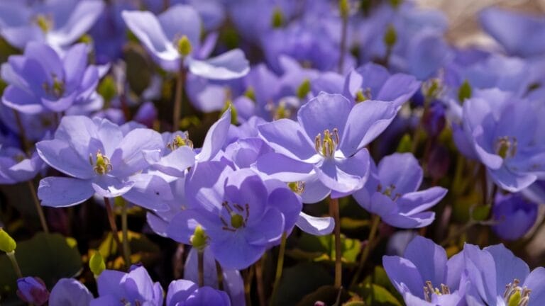 5 Reasons Why You Should Plant Twinleaf in Your Garden 7 5 Reasons Why You Should Plant Twinleaf in Your Garden - chinese twin leaf ss1958451043