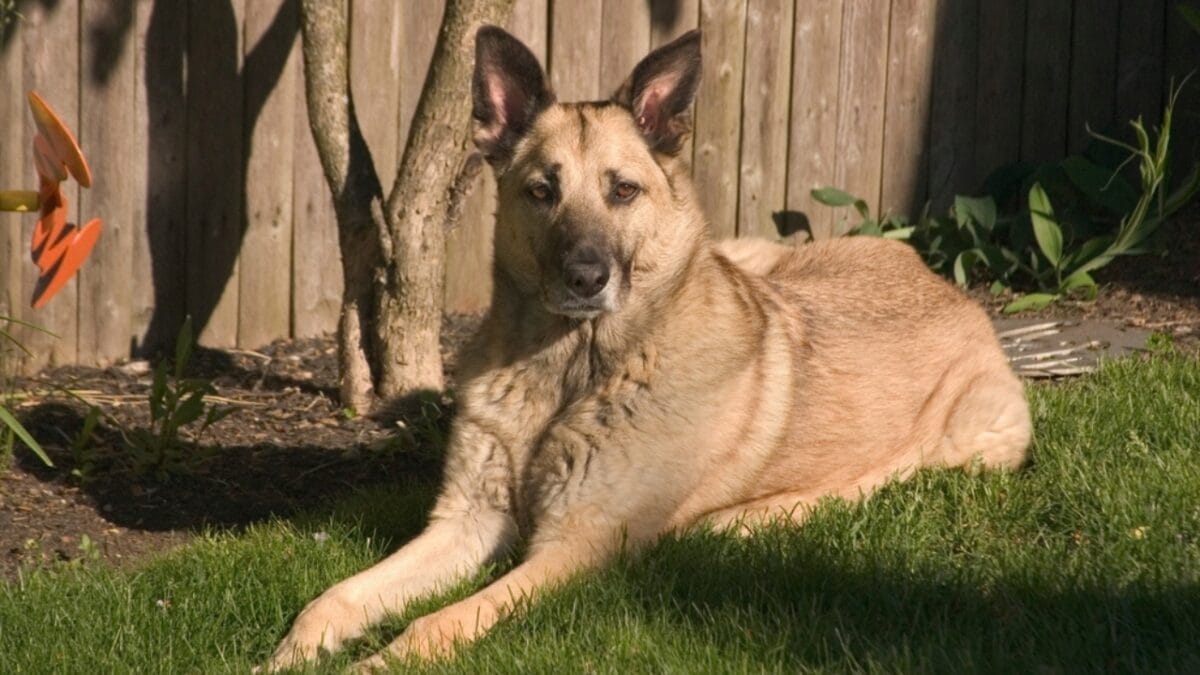 15 American Dog Breeds Born & Bred in the USA: The Underdogs - chinook dog ss2303233729