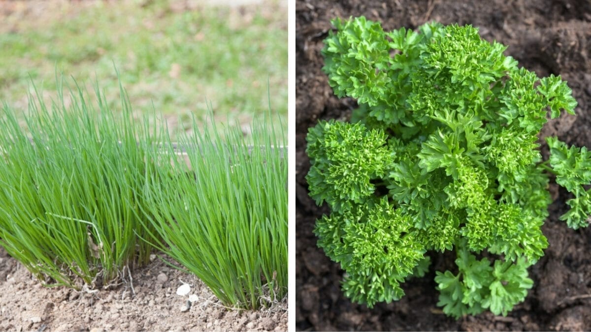 6 Perfect Herb Pairings for Your Garden 5 6 Perfect Herb Pairings for Your Garden - chives and parsley ss1636187095 2135817329
