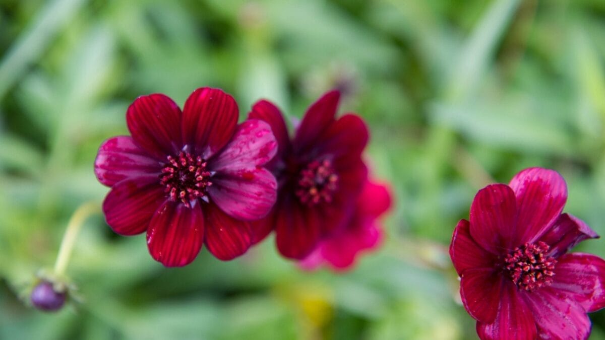 Chocolatey-Smelling Garden Flower that's a Hummingbird’s Delight 2 Chocolatey-Smelling Garden Flower that's a Hummingbird’s Delight - chocolate cosmos garden dp367267284