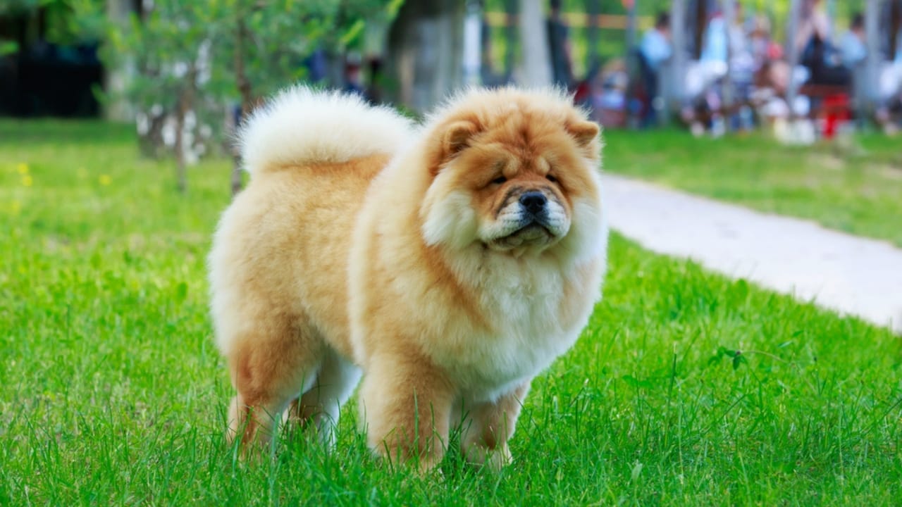 15 Dog Breeds Known for Their Fluffy, Cuddly Puppies - chow chow dog dp287390828