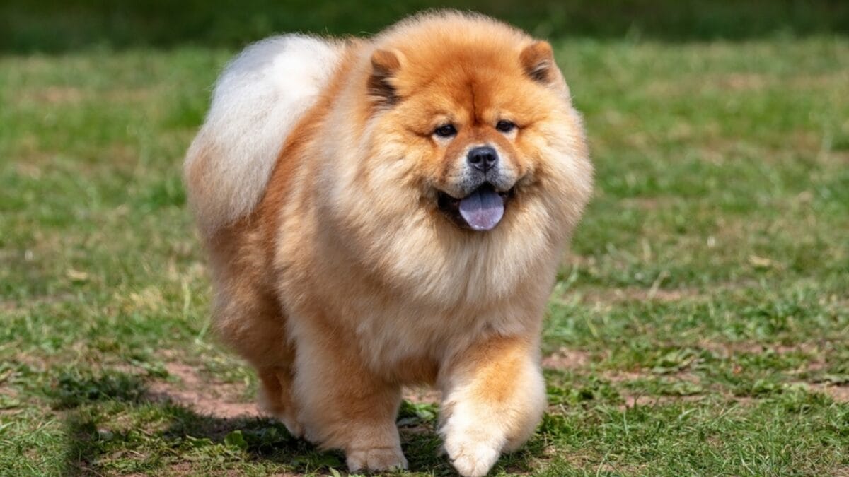 10 Worst Dog Breeds for Kids 3 10 Worst Dog Breeds for Kids - chow chow ss2223221557