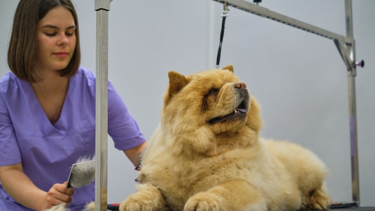 Study Challenges Fear of 10 'Aggressive' Dog Breeds" 8 Study Challenges Fear of 10 'Aggressive' Dog Breeds" - chow chow ss2361662295